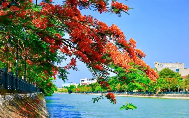 Mùa Hoa Phượng Đỏ Hải Phòng  