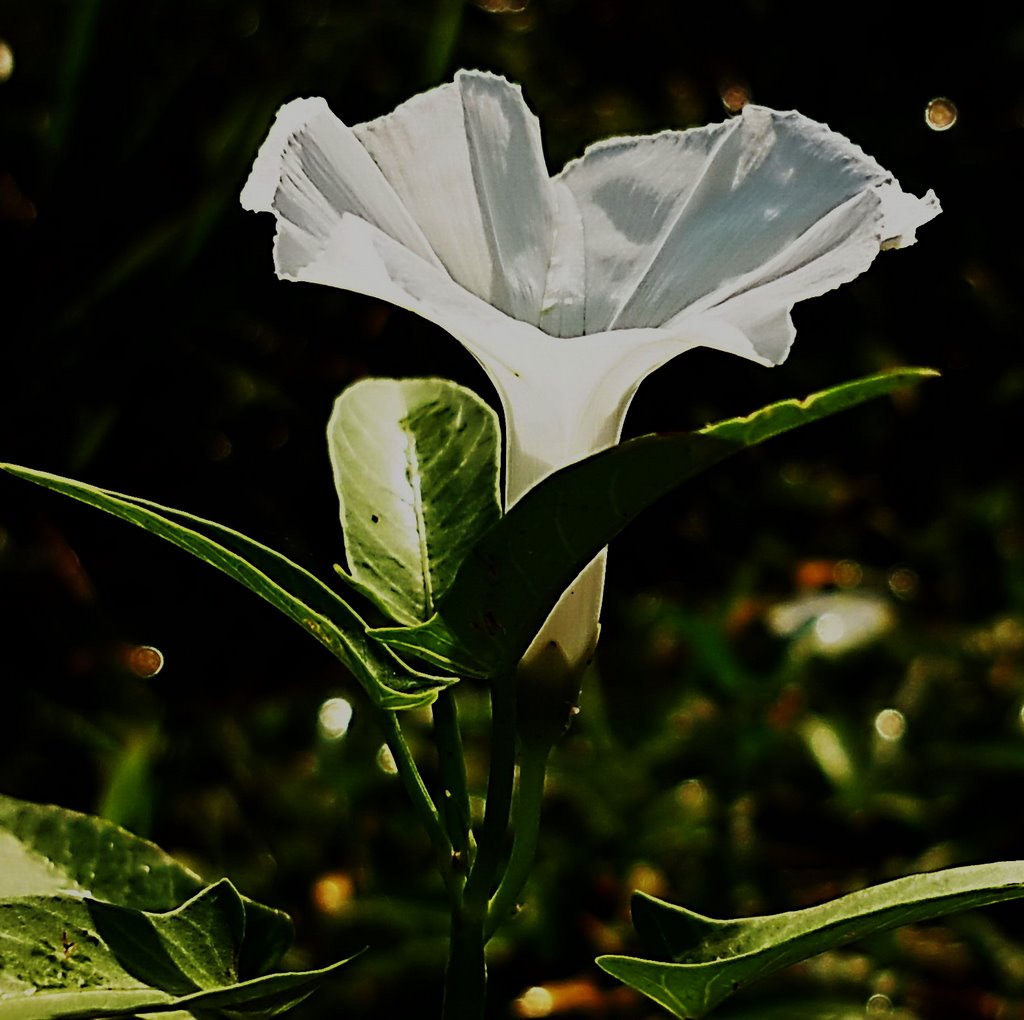 Hoa Rau Muống