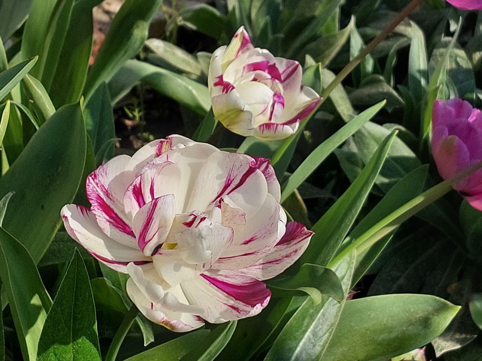 Đóa Hương Tình