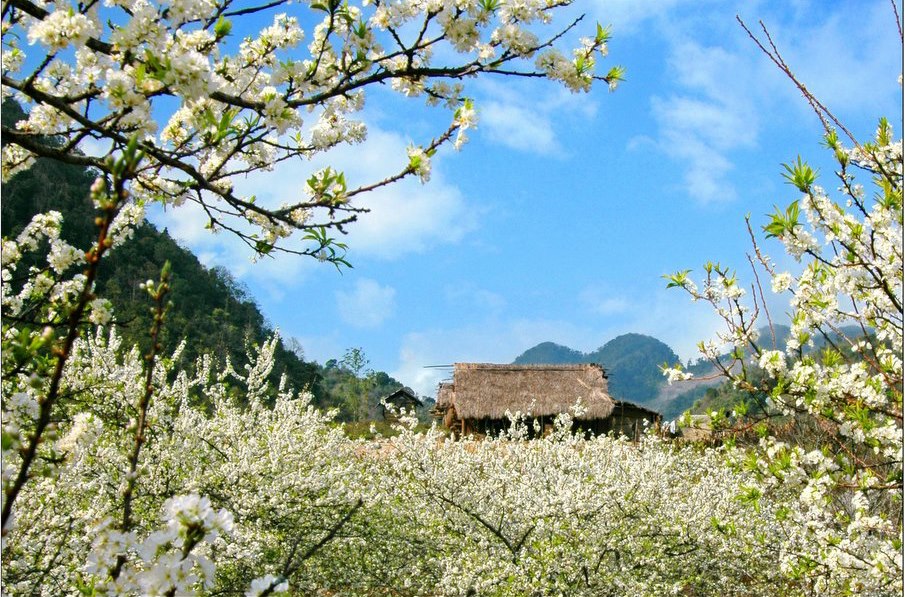 Chúc Xuân