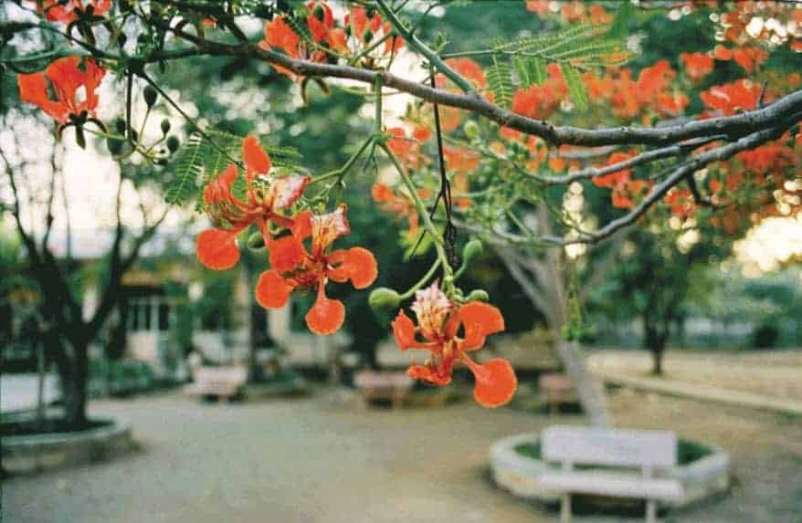 Thư Tình Không Gửi Được