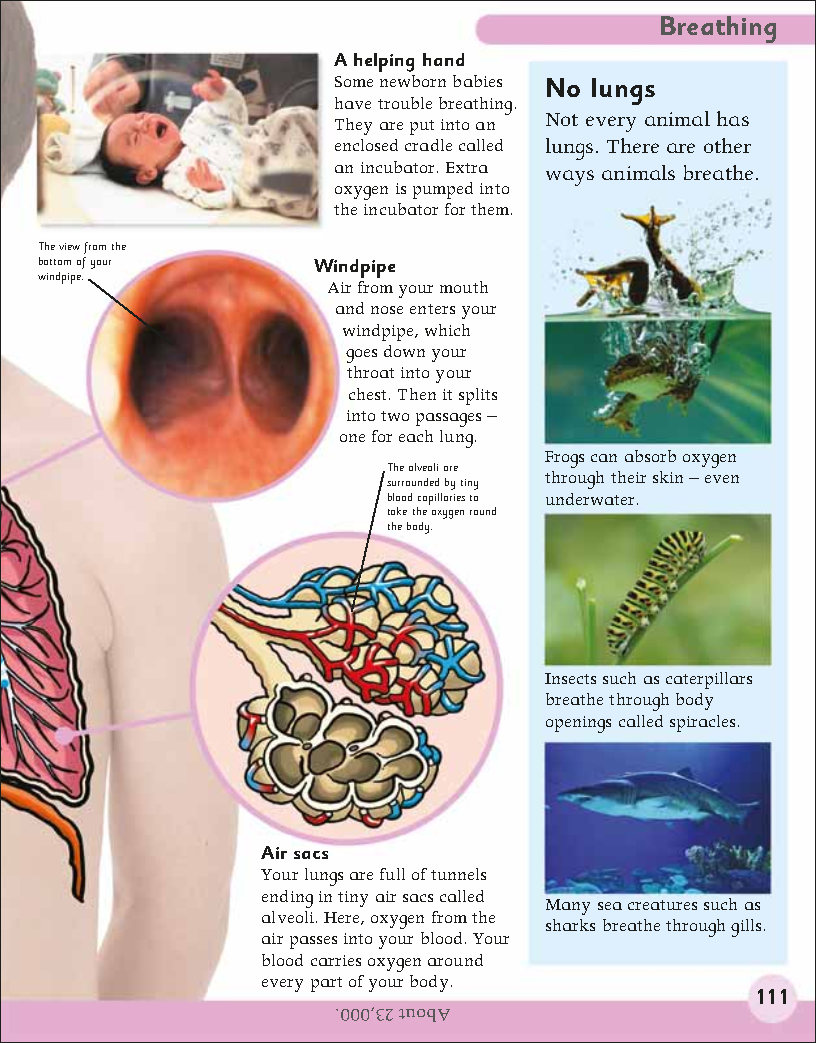 First Childrens Encyclopedia