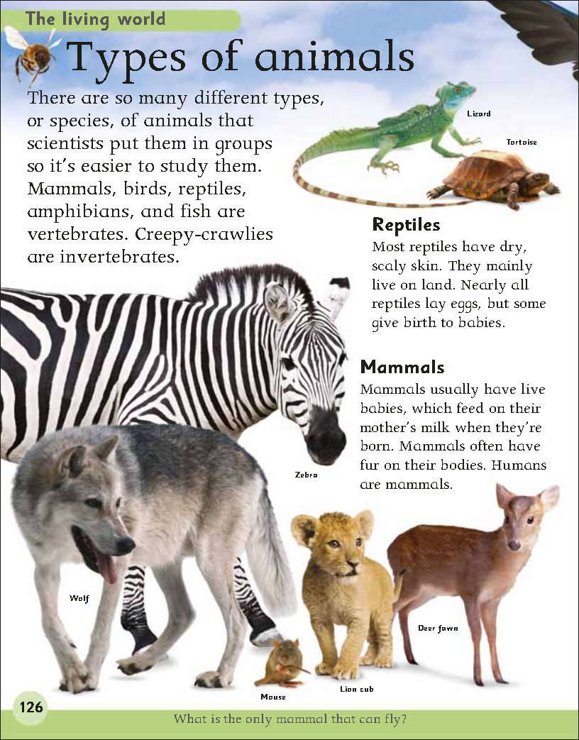 First Childrens Encyclopedia
