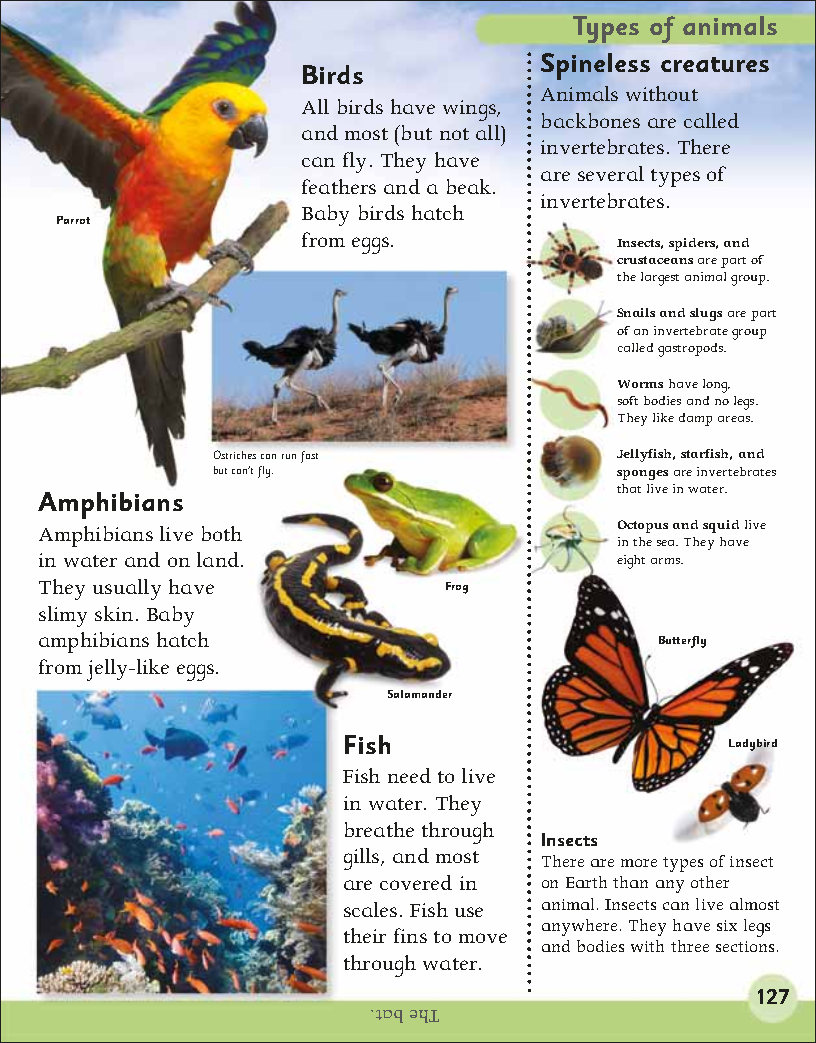 First Childrens Encyclopedia