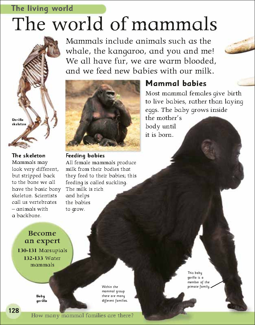 First Childrens Encyclopedia