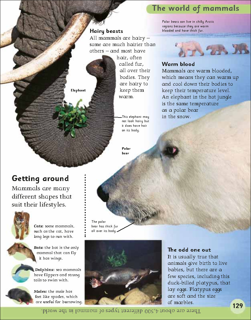 First Childrens Encyclopedia