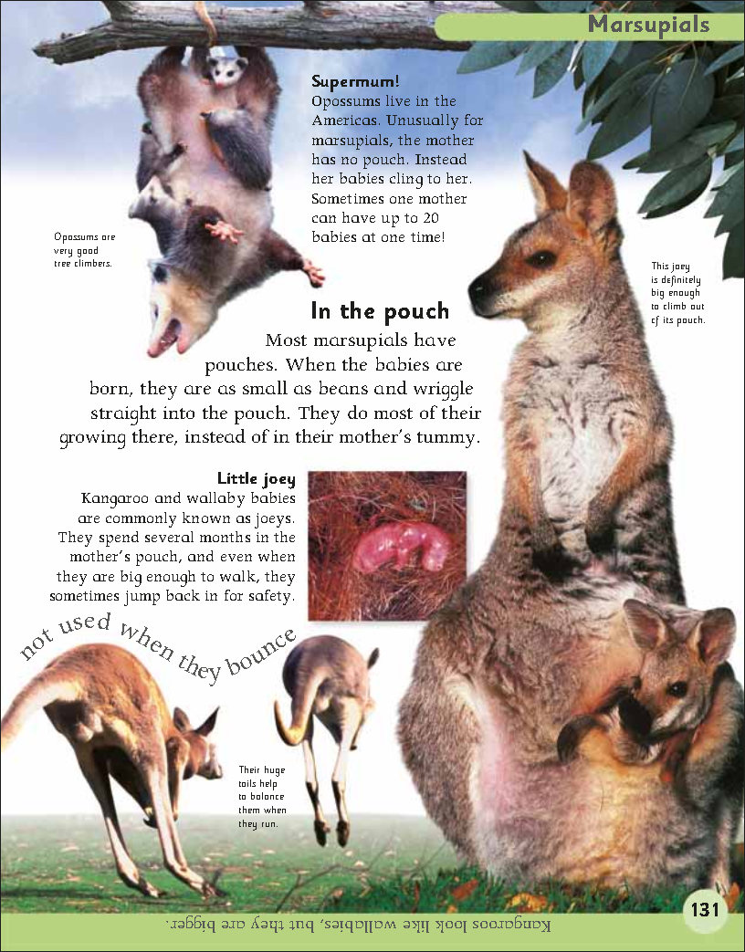 First Childrens Encyclopedia