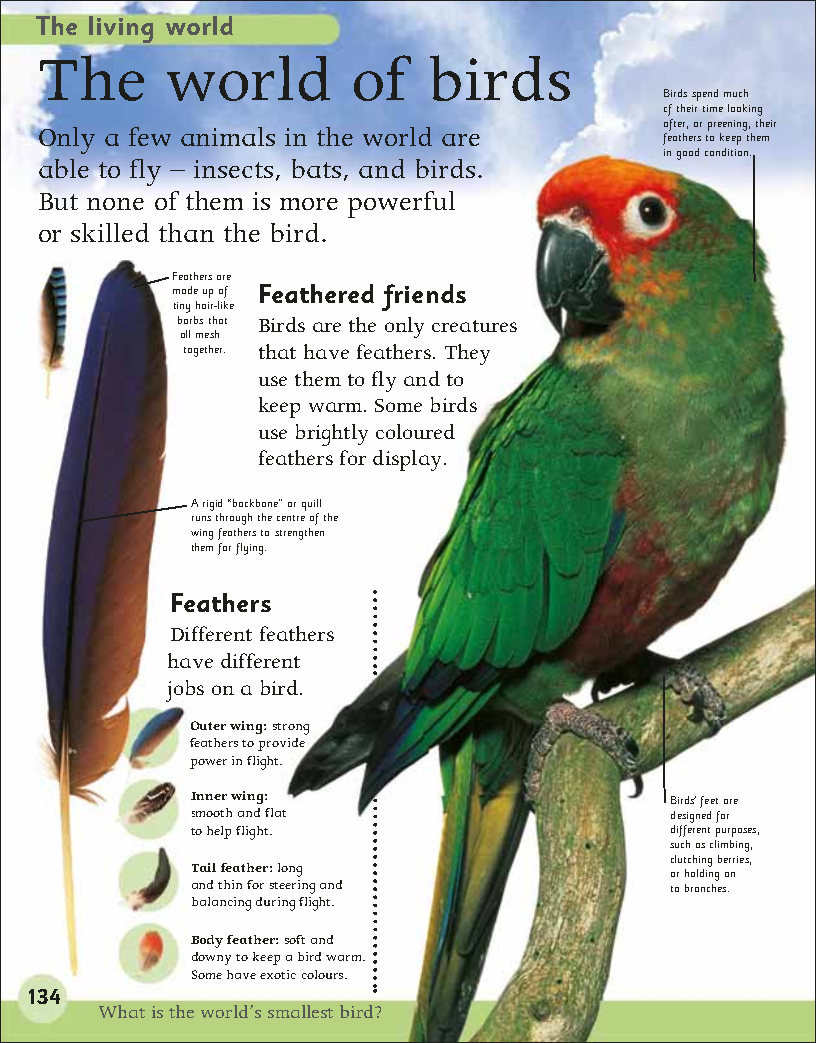 First Childrens Encyclopedia