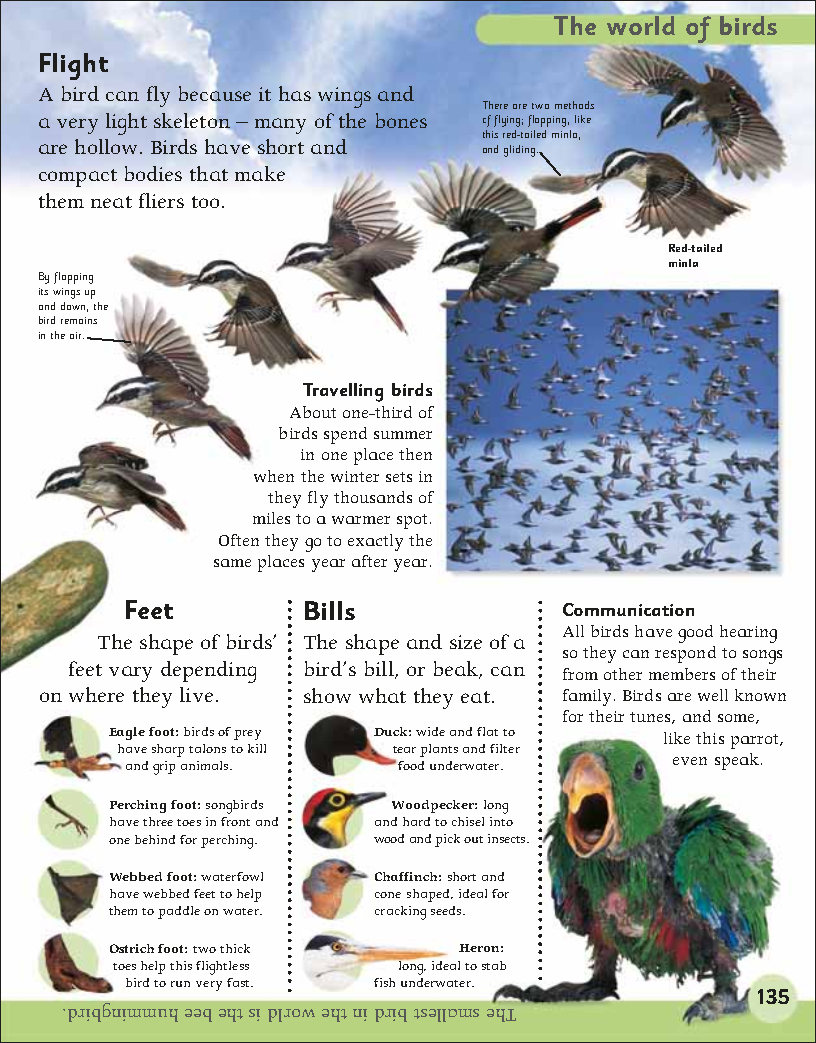 First Childrens Encyclopedia