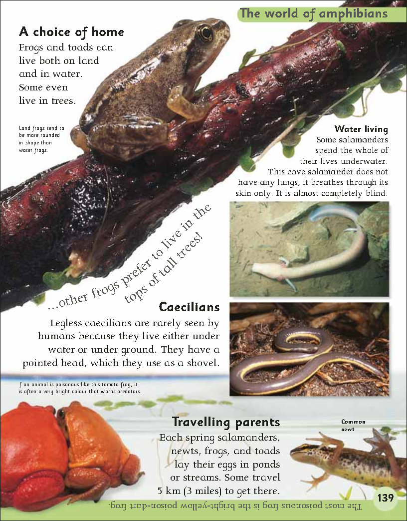 First Childrens Encyclopedia
