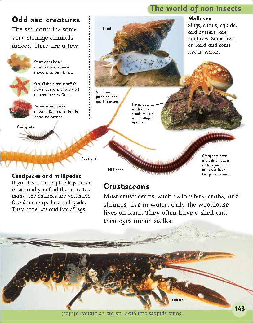 First Childrens Encyclopedia