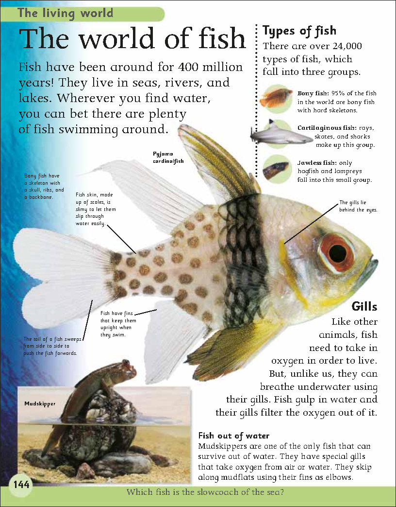 First Childrens Encyclopedia