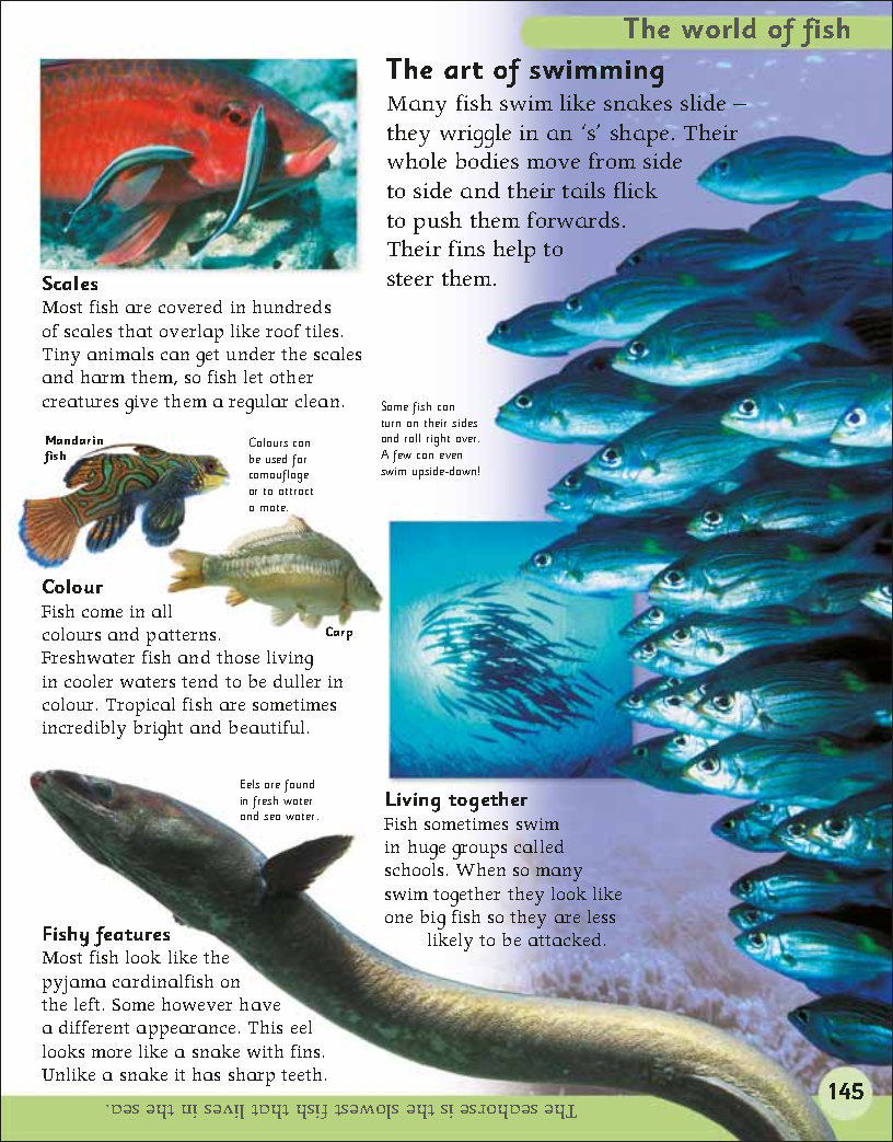 First Childrens Encyclopedia