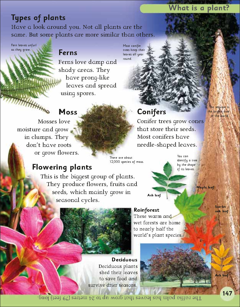 First Childrens Encyclopedia