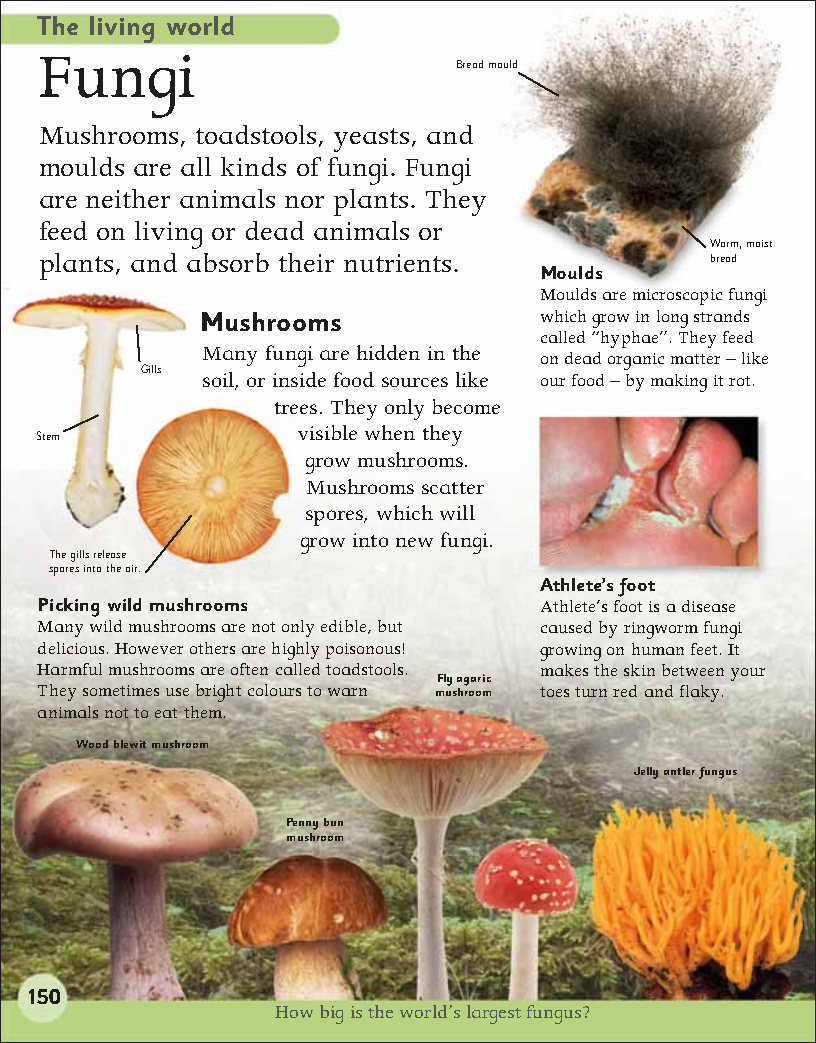 First Childrens Encyclopedia
