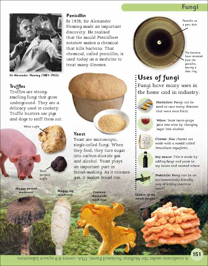 First Childrens Encyclopedia