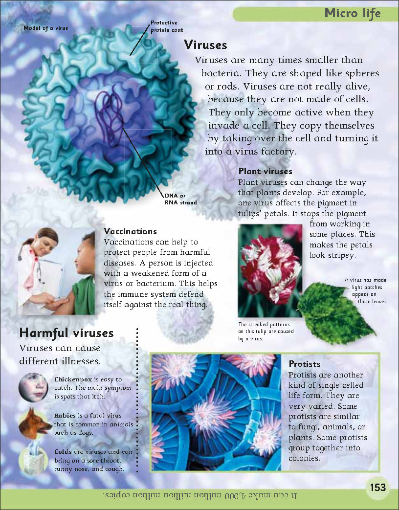 First Childrens Encyclopedia