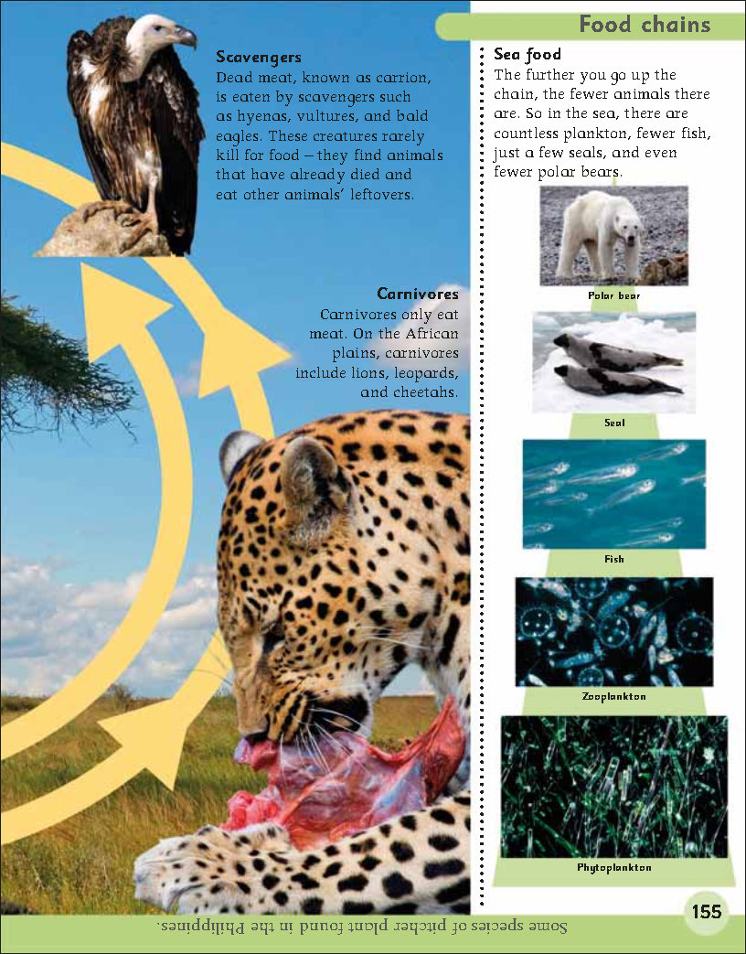 First Childrens Encyclopedia