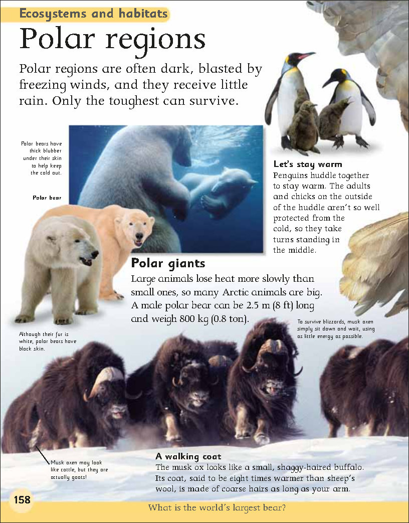 First Childrens Encyclopedia