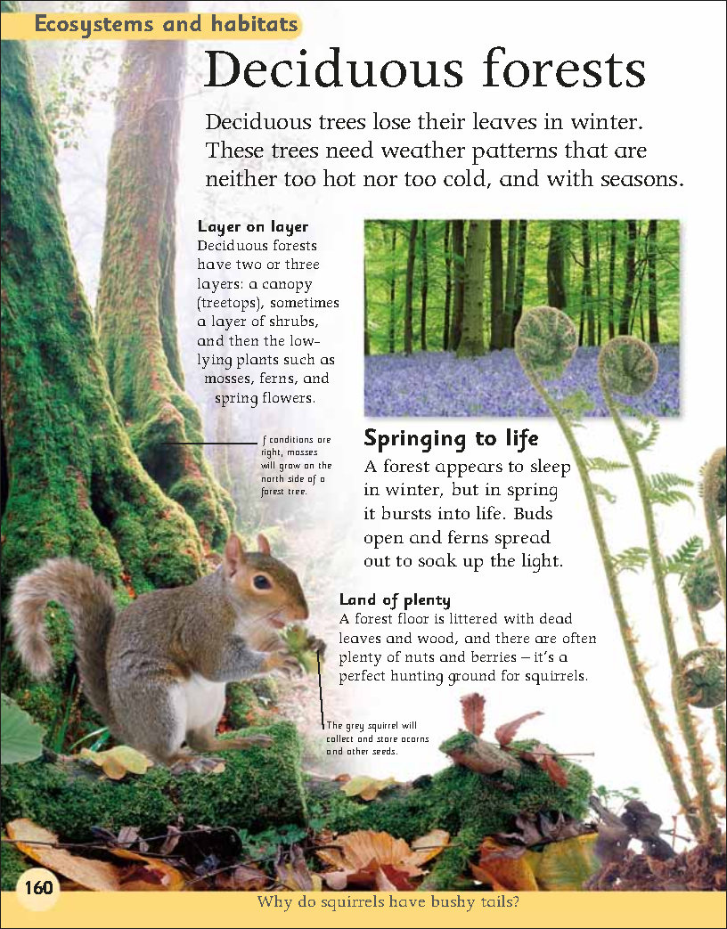 First Childrens Encyclopedia