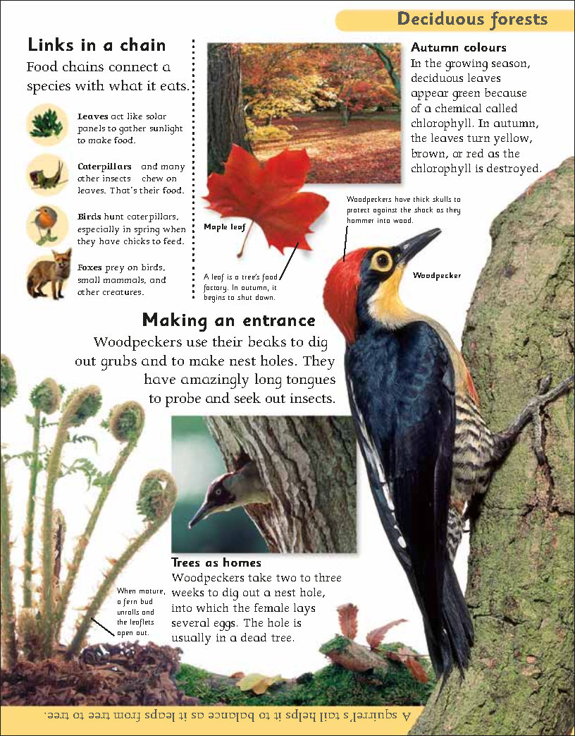 First Childrens Encyclopedia
