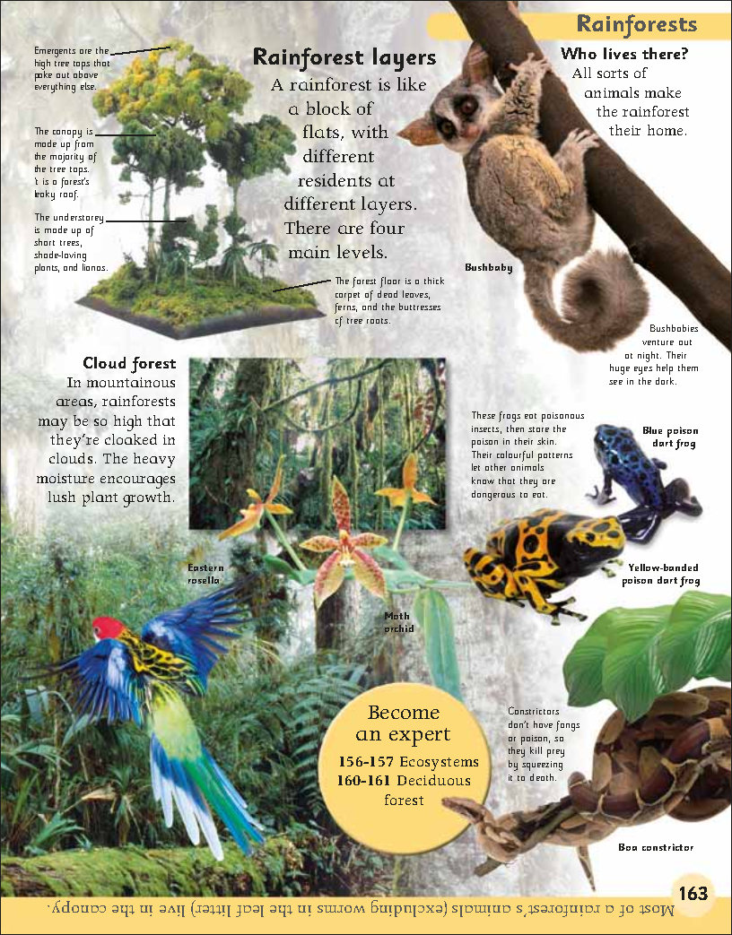 First Childrens Encyclopedia