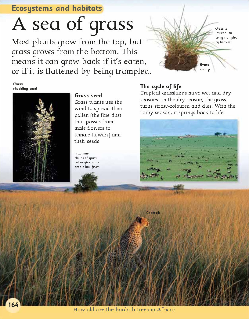 First Childrens Encyclopedia