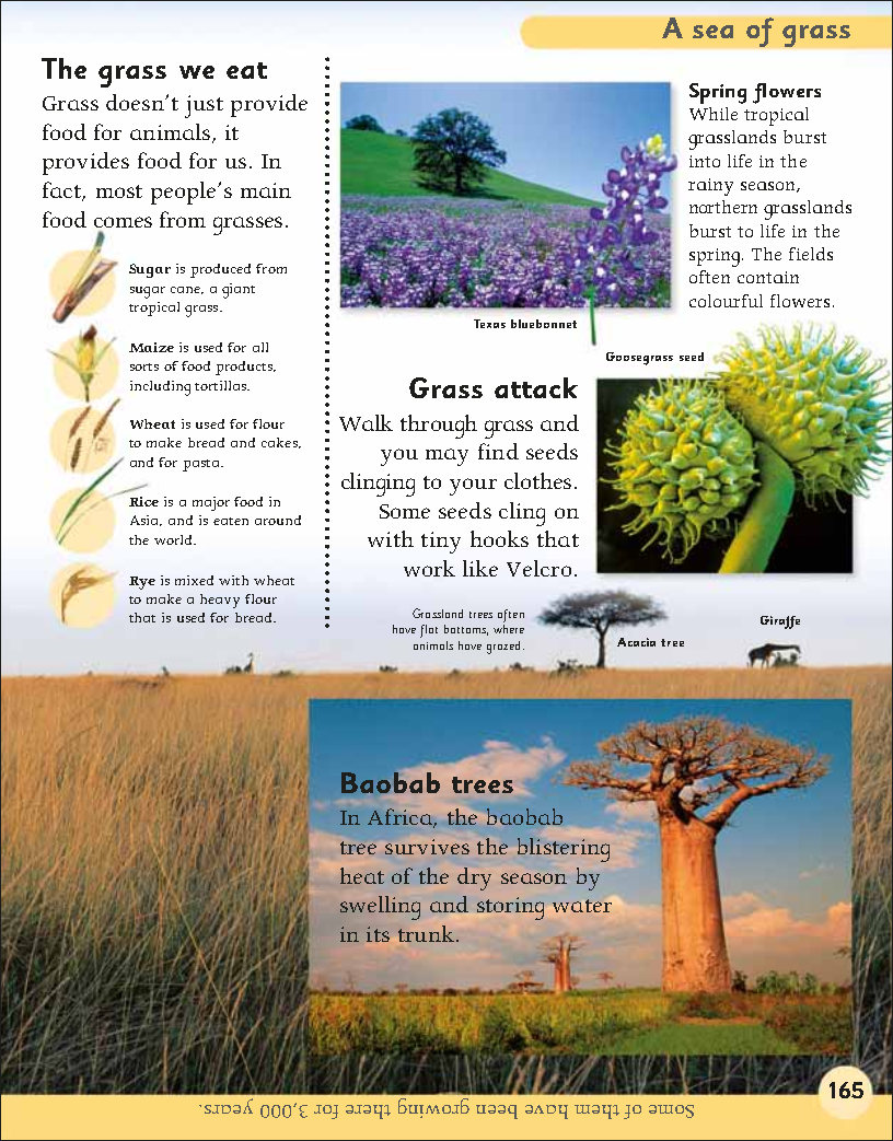 First Childrens Encyclopedia