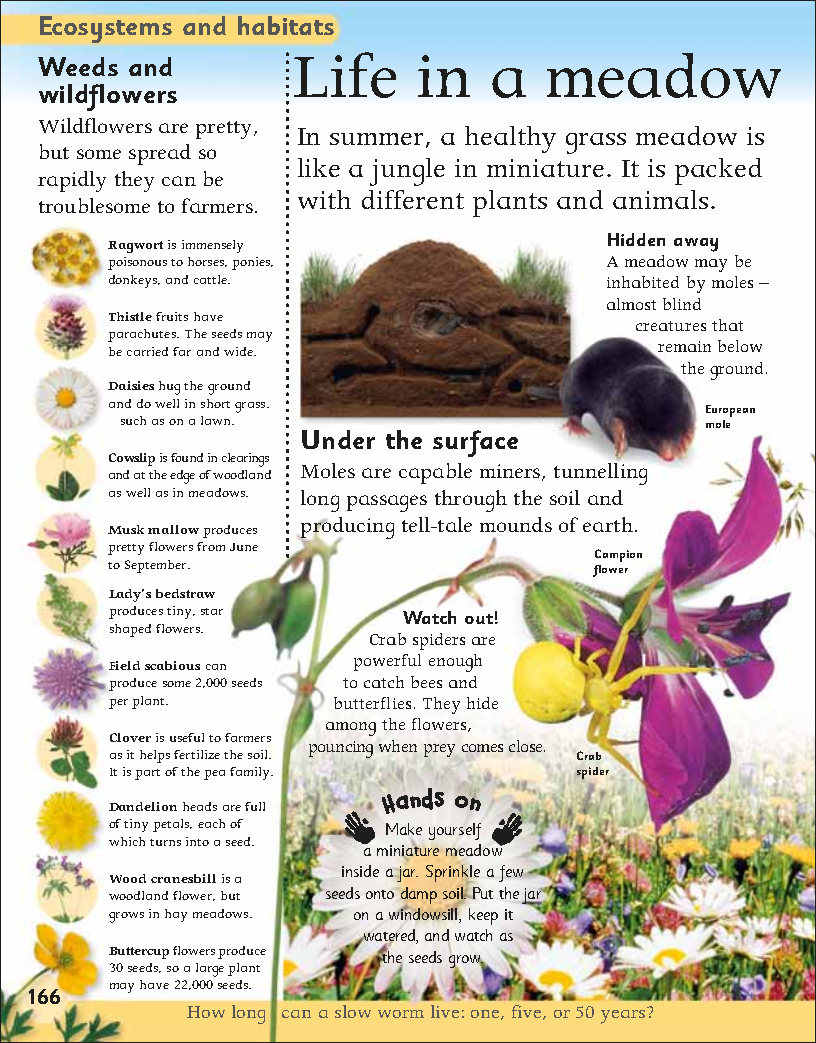 First Childrens Encyclopedia