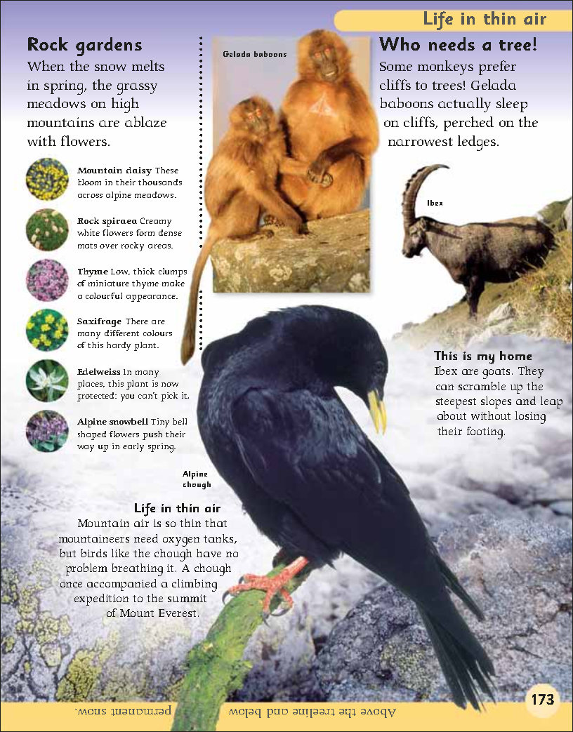 First Childrens Encyclopedia