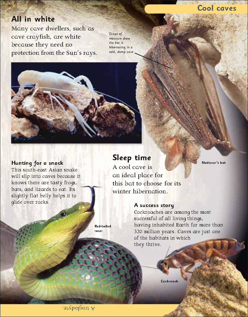 First Childrens Encyclopedia