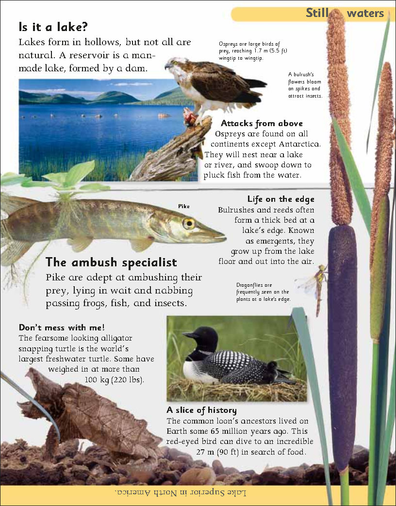 First Childrens Encyclopedia