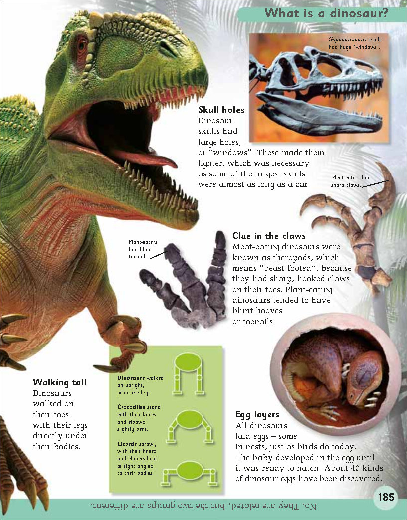 First Childrens Encyclopedia