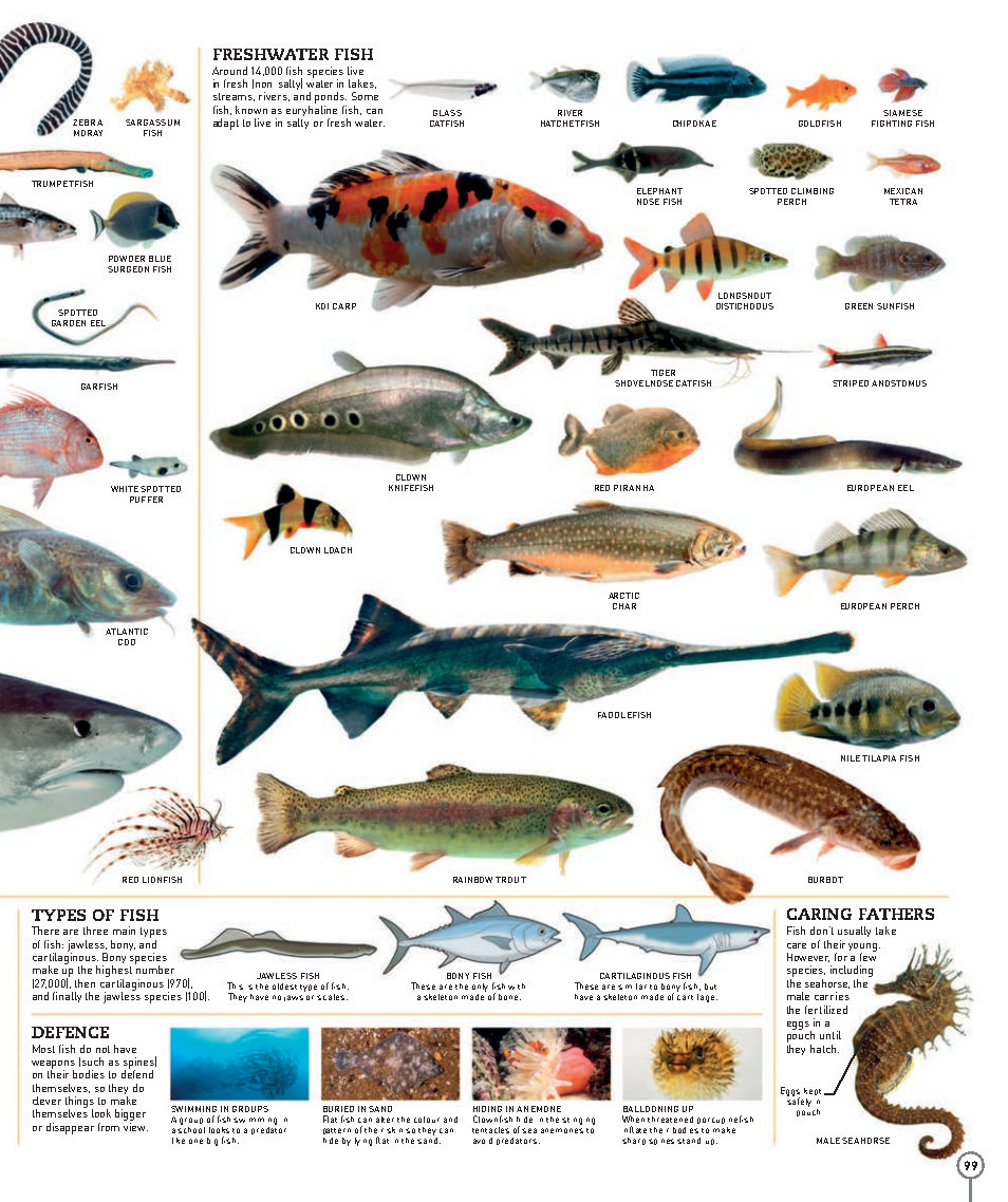 Picturepedia An Encyclopedia on Every Page