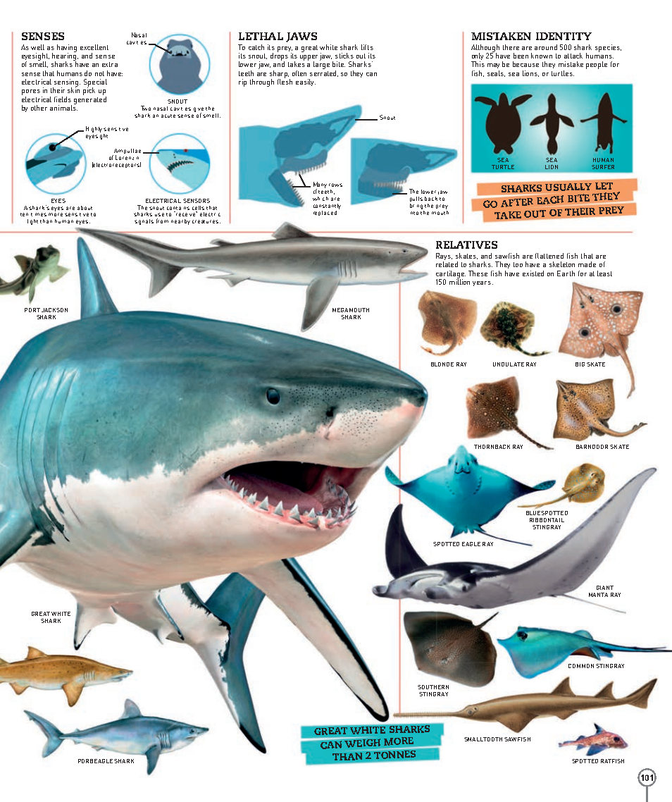 Picturepedia An Encyclopedia on Every Page