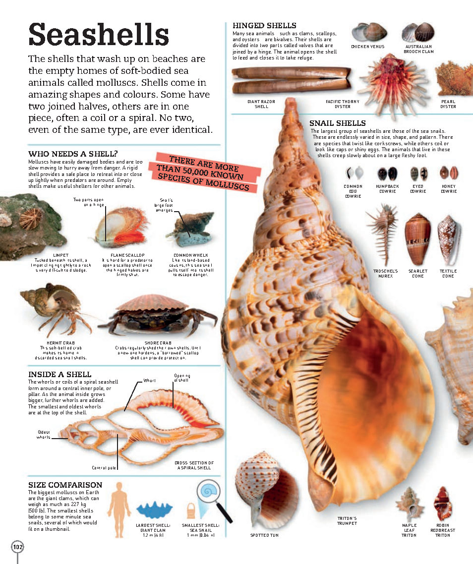 Picturepedia An Encyclopedia on Every Page