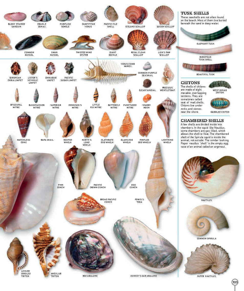 Picturepedia An Encyclopedia on Every Page