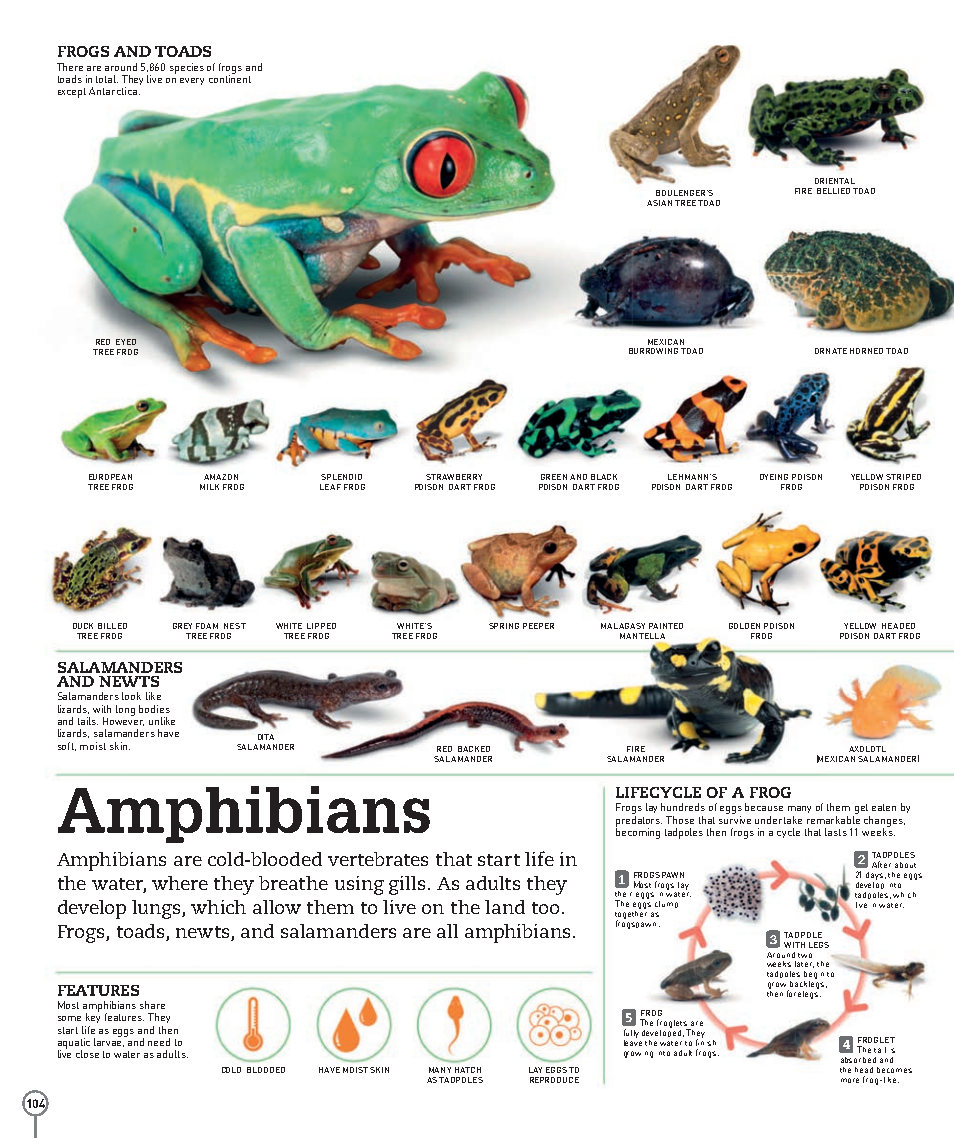 Picturepedia An Encyclopedia on Every Page