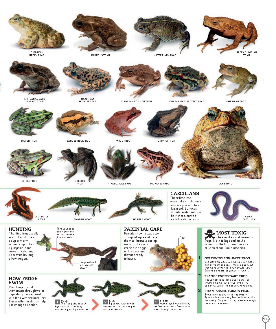 Picturepedia An Encyclopedia on Every Page