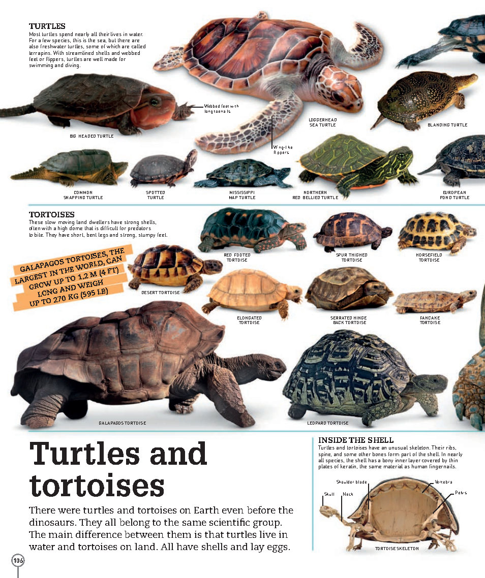 Picturepedia An Encyclopedia on Every Page