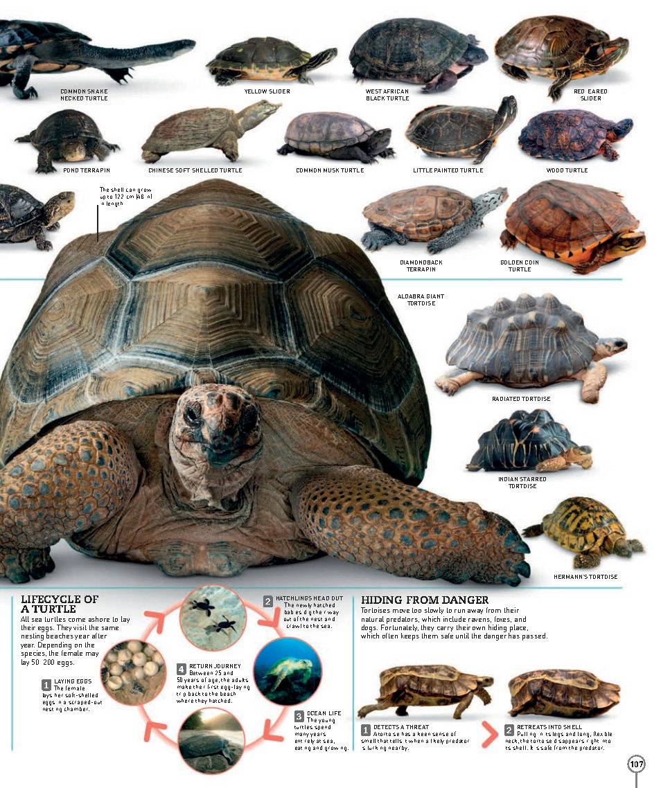 Picturepedia An Encyclopedia on Every Page