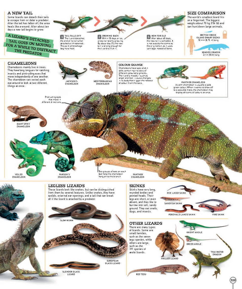 Picturepedia An Encyclopedia on Every Page