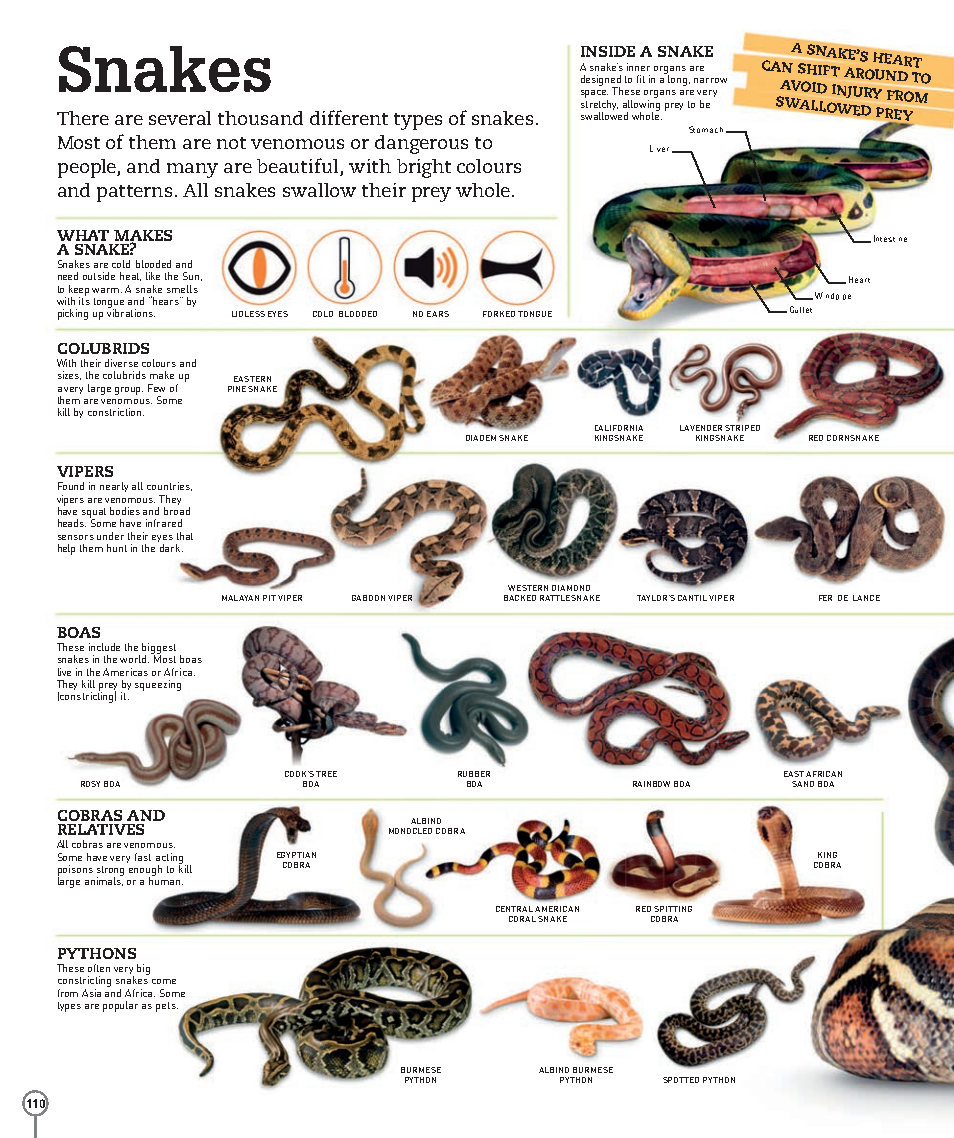 Picturepedia An Encyclopedia on Every Page