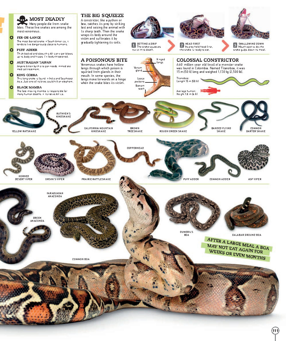 Picturepedia An Encyclopedia on Every Page