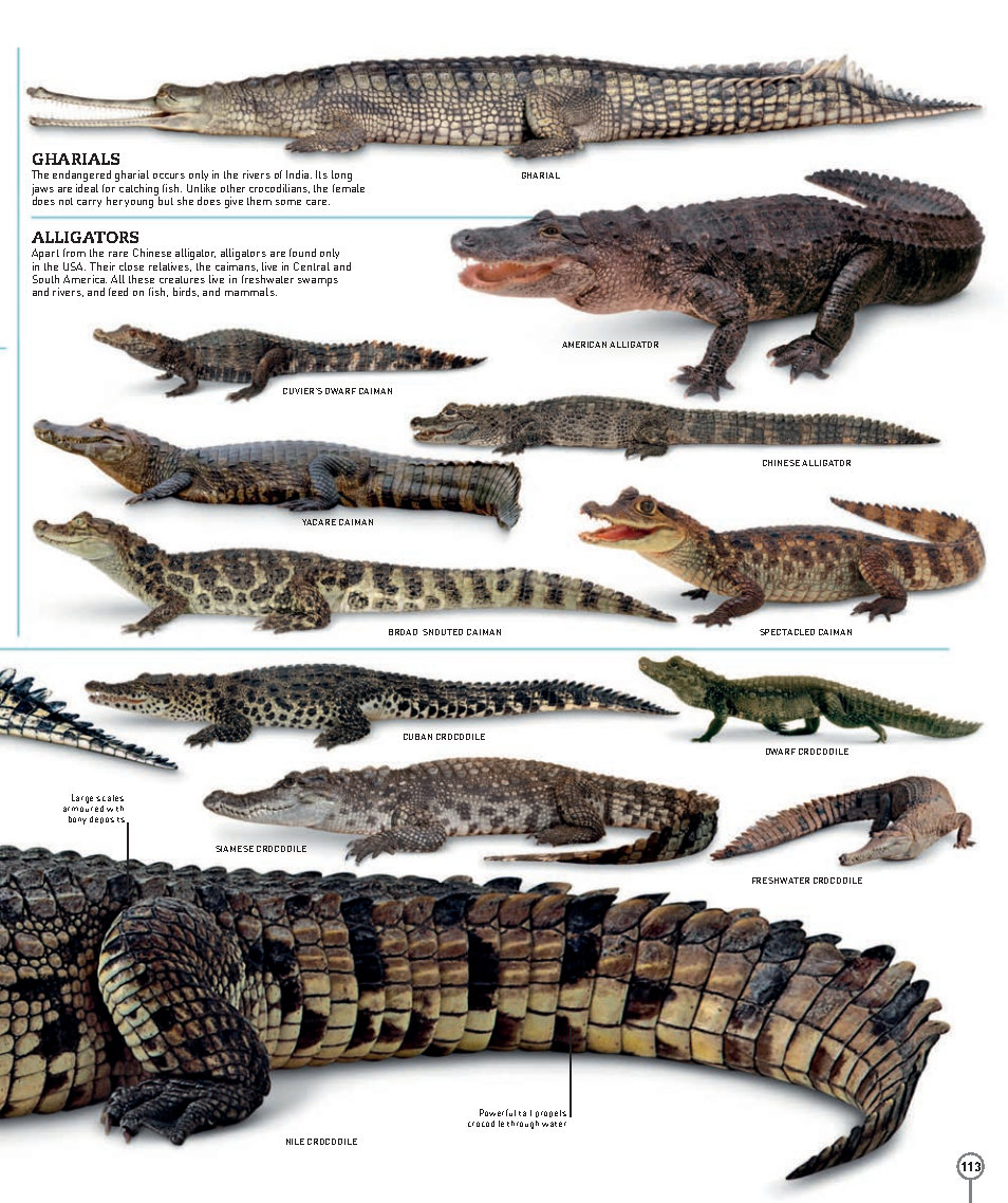 Picturepedia An Encyclopedia on Every Page
