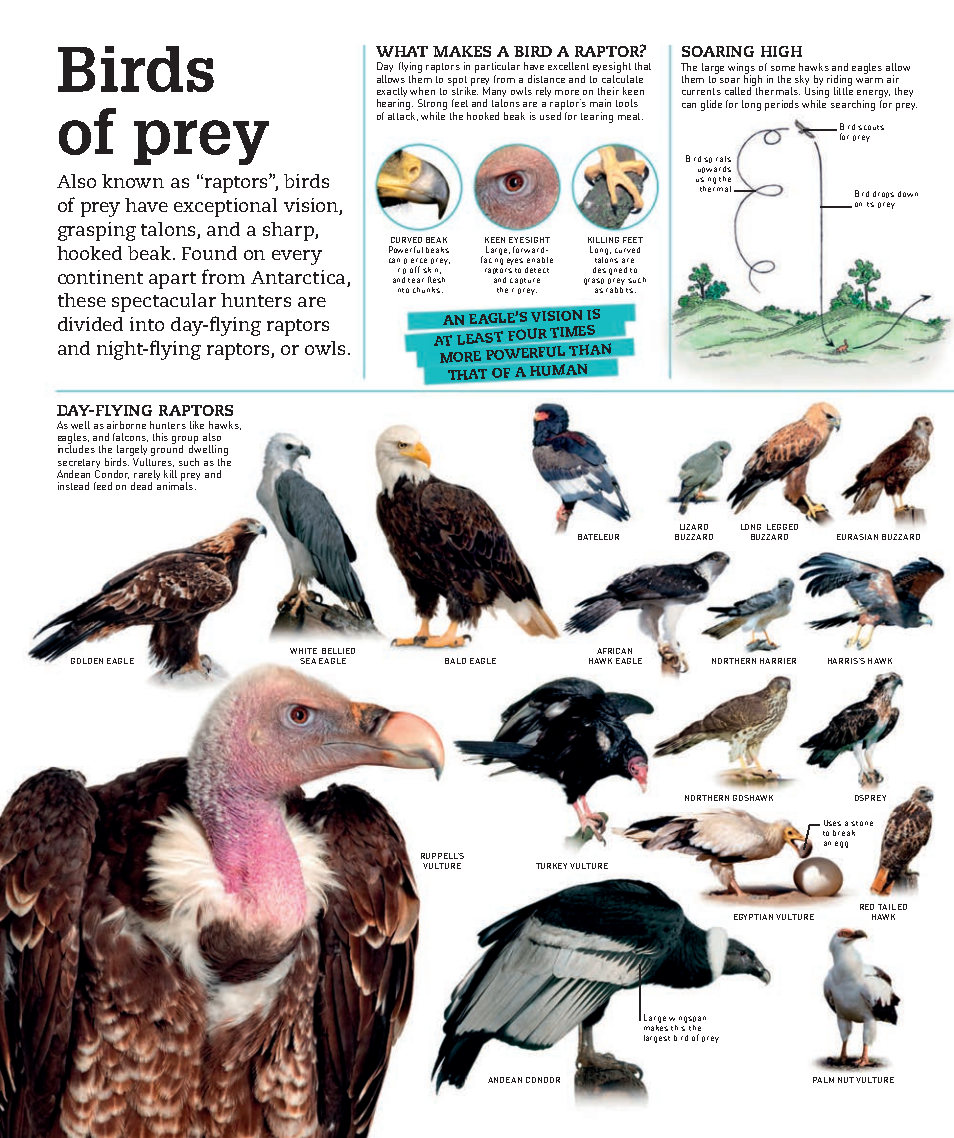 Picturepedia An Encyclopedia on Every Page