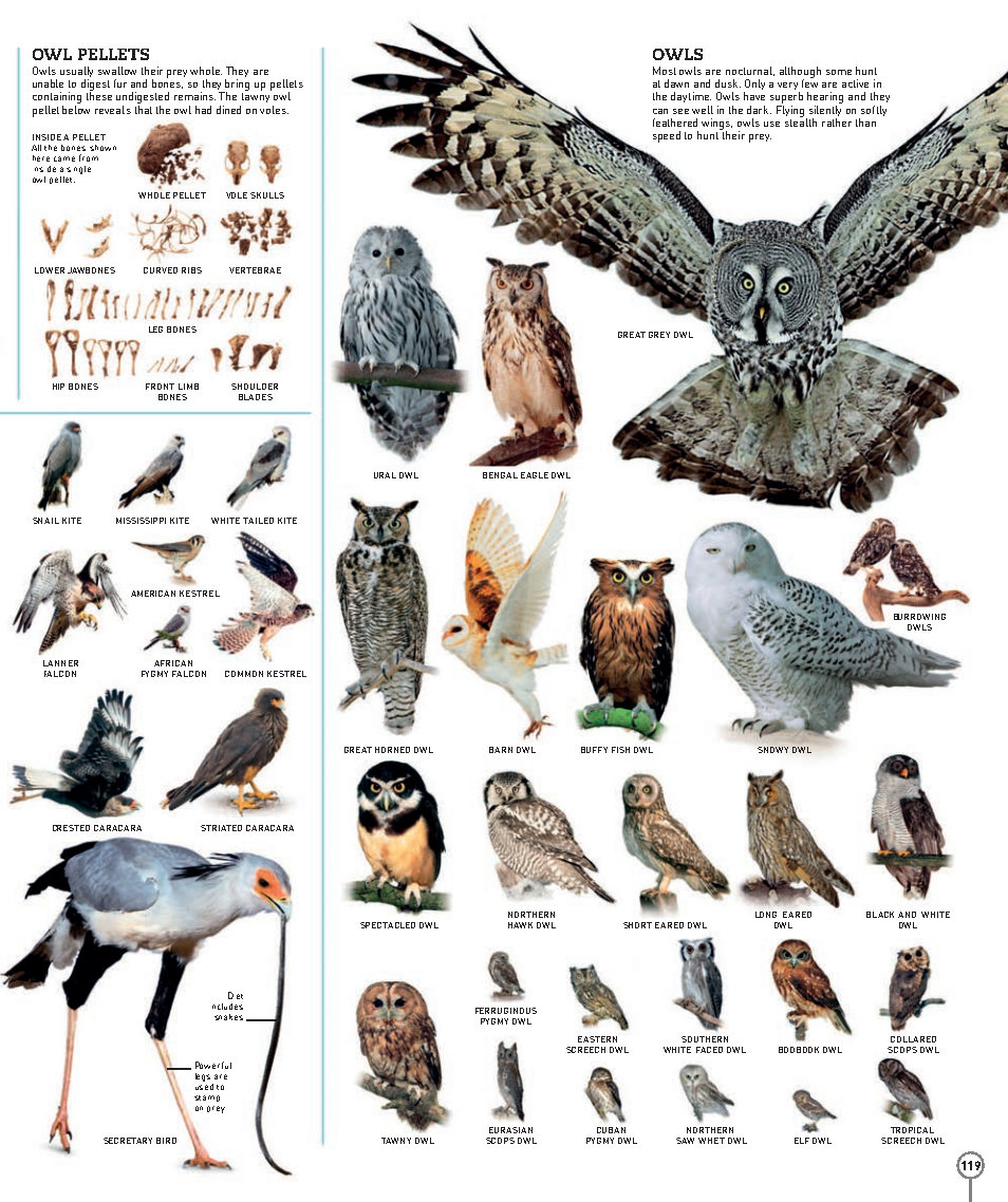 Picturepedia An Encyclopedia on Every Page
