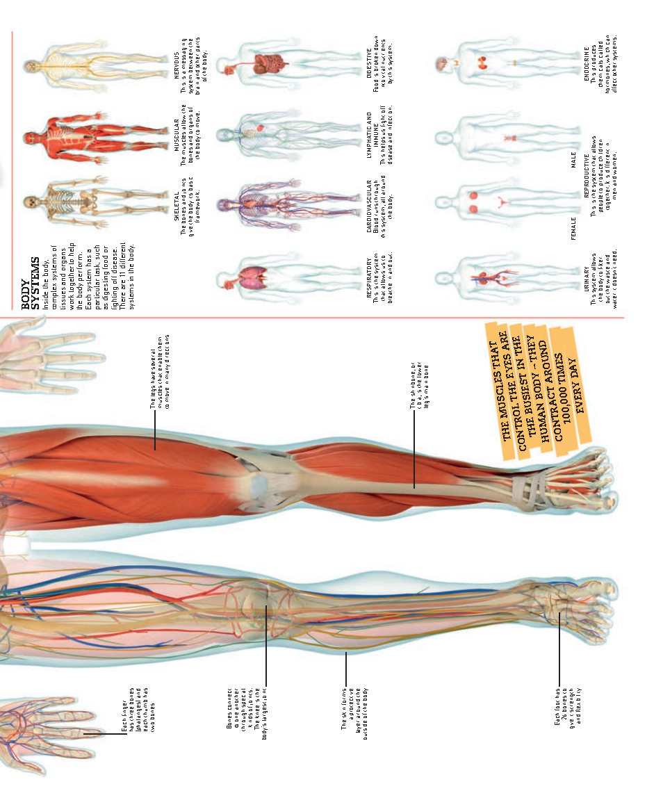 Picturepedia An Encyclopedia on Every Page