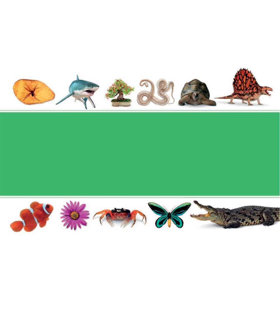 Picturepedia An Encyclopedia on Every Page
