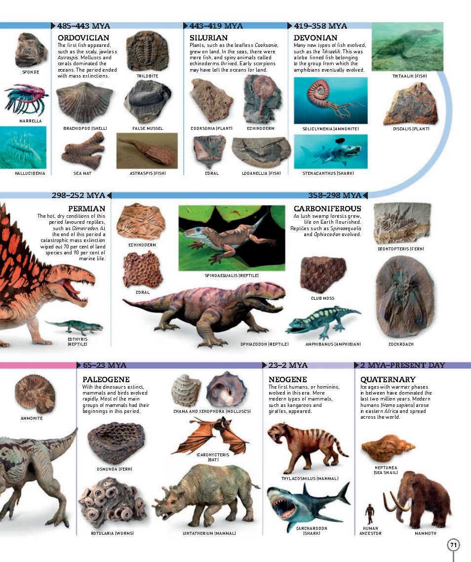 Picturepedia An Encyclopedia on Every Page